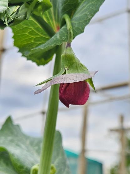 Close up of a ruby red Sugar Magnolia flower hanging downwards, not yet fully open, with a delicate, translucent outer petal (probably not the correct word) with red veins, looking a bit like a hat.