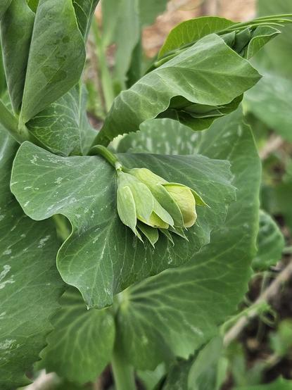 Two emerging yellow flowers draped over lush green leaves