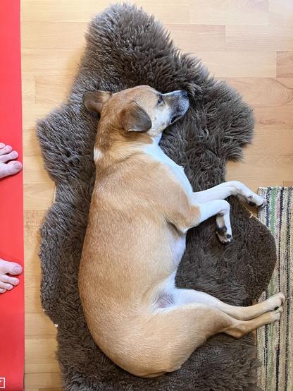 A puppy in profile asleep on a rug next to her person's yoga mat. Her person's toes are on the edge of the mat. The puppy is sound asleep and stretched out. She has a short caramel jacket with white socks and ruff. She has button ears and a dark muzzle. She is very cute!