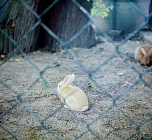 A photo of a light-furred bunny, in the foreground there is a metal mesh, in the background there is another bunny.