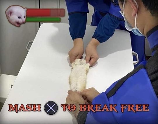 Itty bitty kitten being held down on it's back by some vets. Overlay is a video game hud with health bar and "Mash X to break free"