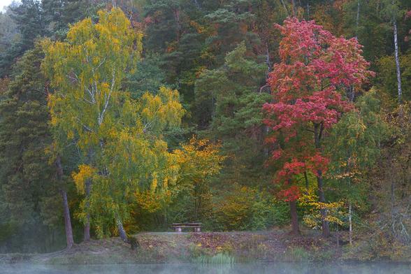 Misty lake shore in autumn with a wooden sitting bench and yellow & red colored tree leaves