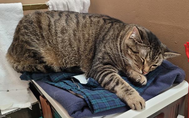 Brown and black tabbie,  napping on a pile of clothing on a plastic storage box in the bathroom