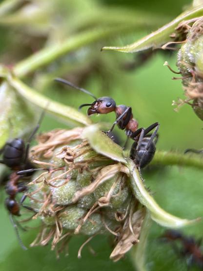 Close-up of ants on an unripe raspberry fruit