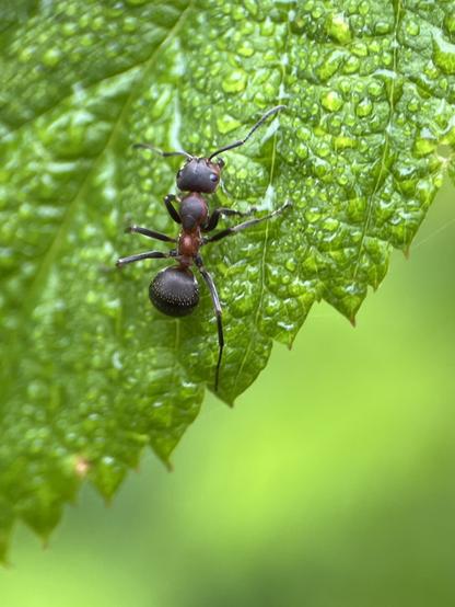Close-up of an ant on a dew-covered raspberry leaf.