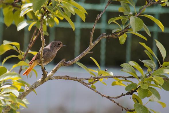 Female black redstart on a plum tree branch