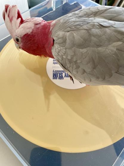 Shot of a yellow record being played, with a galah stood on top of the record-player.