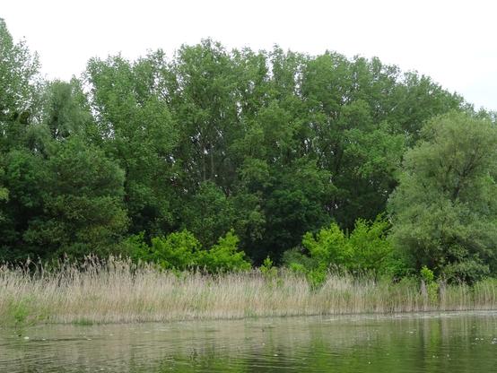 La roselière et les peupliers centenaires du bord de Saône (qui seront bientôt détruits pour faire un sale port de plaisance pour riches)