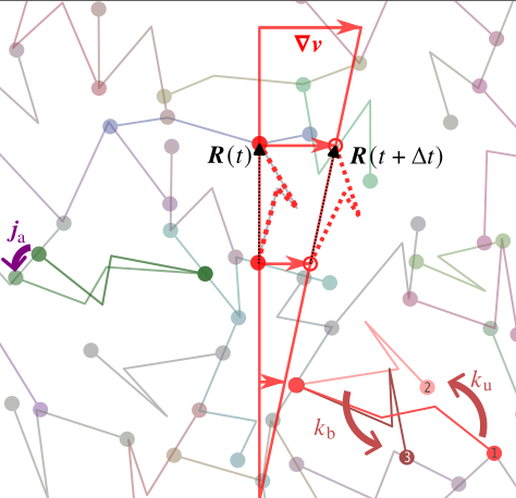 The microstructure is made of entropic chains which form a network but can transiently unbind, relax and rebind. Together with affine deformations in the velocity graident, this gives a viscoelastic liquid rheology.
What we add is the flux $j_a$ created by molecular motors.