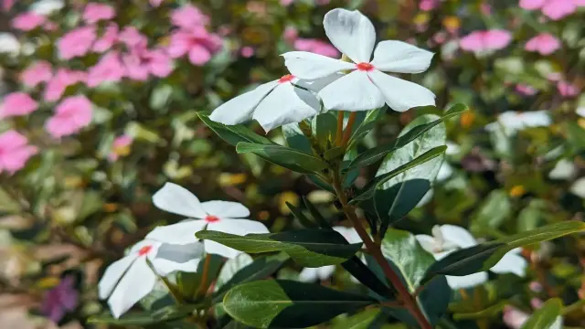 A few white periwinkles can be seen in the foreground, against a backdrop of many pink periwinkles.