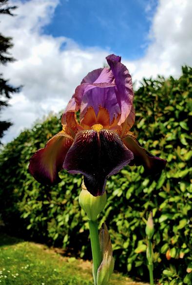 A single purple & yellow bearded iris flower.