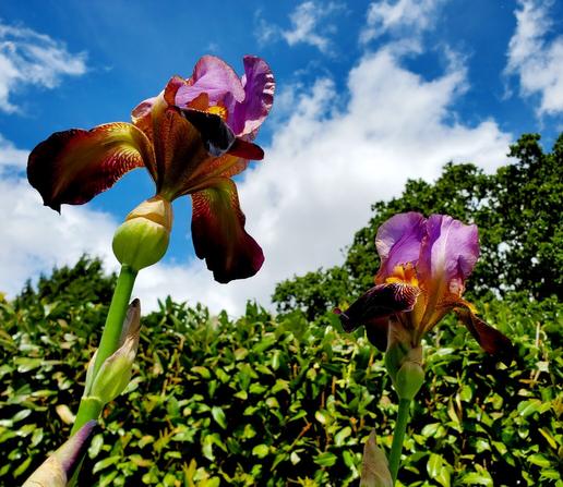 2 purple & yellow bearded iris flowers.