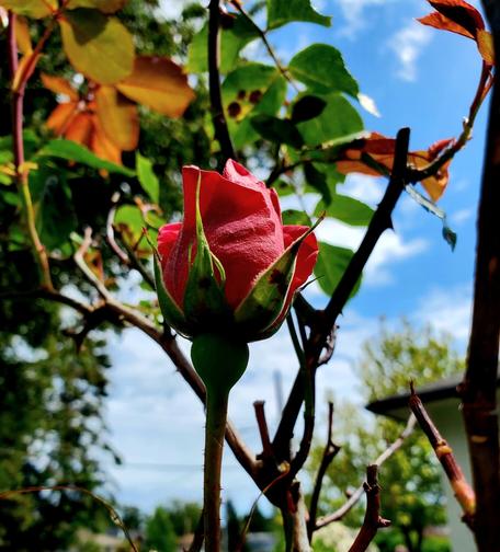 A red rose bud. Scattered blue skies & trees are blurred in background.