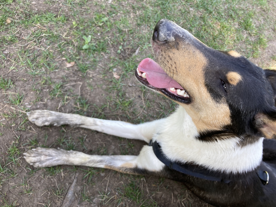 A dog (smooth collie) lying and panting with dried mud on his snout and paws