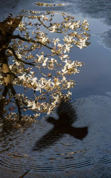 ③« Generated by ideogramai »
(Photo of a puddle) In the puddle, you can see a dogwood with beautiful white flowers in full bloom. You can also see the shadow of a flapping bird. (sharp-focus , fine details)