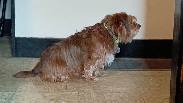 Coco, the blonde terrier, seen through a doorway, sitting in the hallway, looking ready to spring, focusing intently and leaning forward in the direction of the front door. She is ready to rumble.