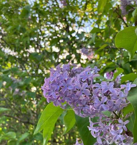 A cluster of lilacs, a light purple flower that grows in bunches on bushes with green leaves. The tiny flowers have four petals and a yellow centre. In the background is greenery and sunlight.