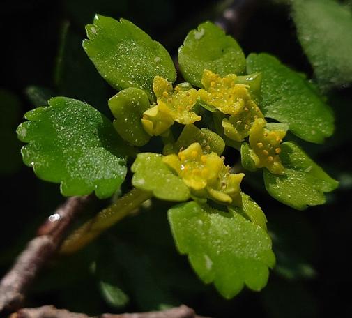Dew on a alternate-leaved golden-saxifrage. Macro photo.