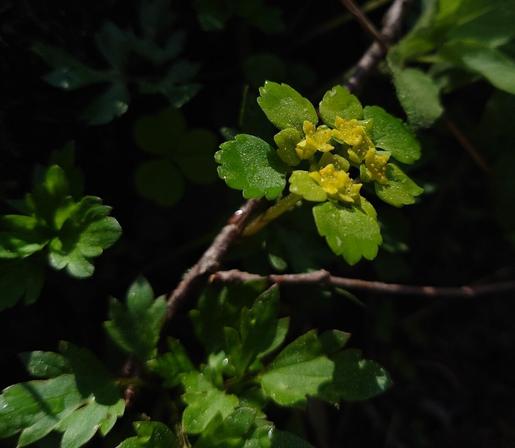 Dew on a alternate-leaved golden-saxifrage.