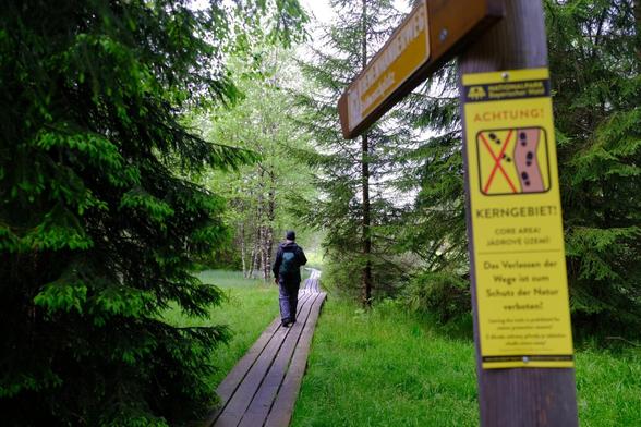 Bohlenweg durch den Filz.