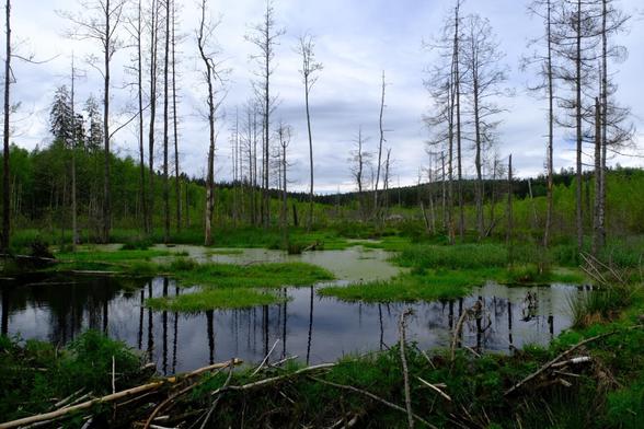 Das Hochmoor.