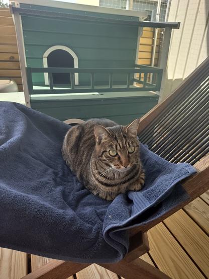 Katze liegt auf einem Handtuch auf einem Liegestuhl. Im Hintergrund ein Katzenhaus.