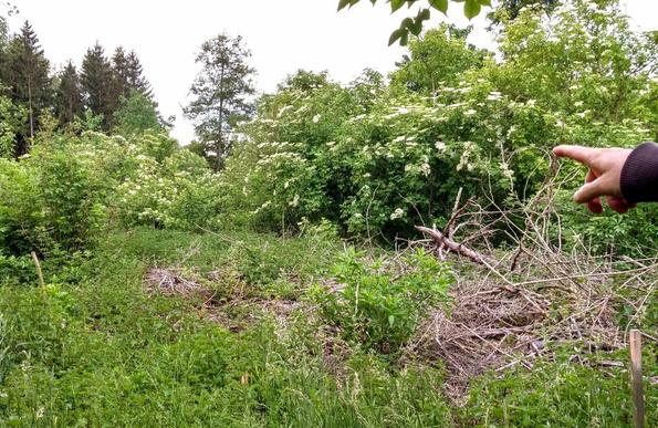 Sehr viele Holundersträucher mit Holunderblüten in der Natur . Eine menschliche Hand im rechten Rand des Bildes zeigt darauf