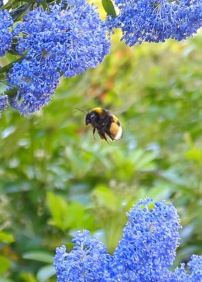 Un bourdon en vol en approche des fleurs bleues du céanothe.