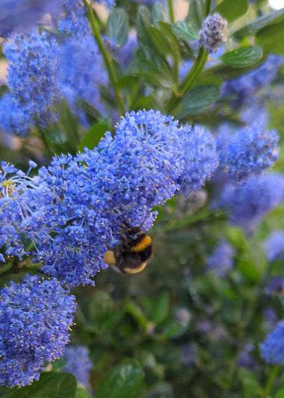 Un bourdon s'en donne à cœur joie dans une fleur bleue de céanothe.