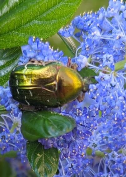 Un scarabée vert doré se repaît sur une fleur bleue de céanothe.