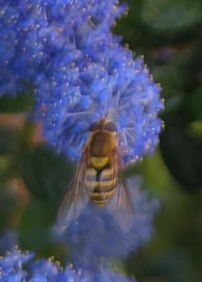 Une mouche genre abeille sur une fleur bleue de céanothe.
