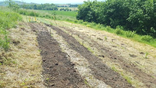 Ackerfläche mit mehreren Reihen von Beeten und ein bisschen grün drum herum.