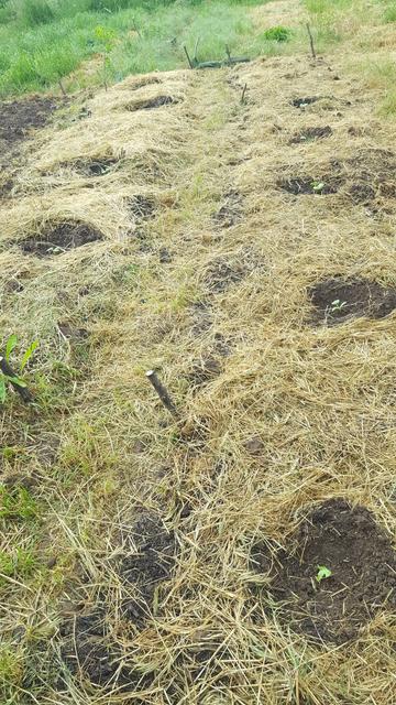 Kürbisbabypflanzen frisch ausgepflanzt und mit Grasschnitt drum herum abgemulcht.