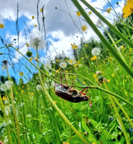 Maikäfer in einer Wiese
