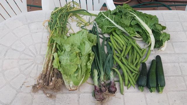 Contenido de la cesta de la semana con ajetes, lechuga, cebolletas, habas, calabacines y acelgas.
