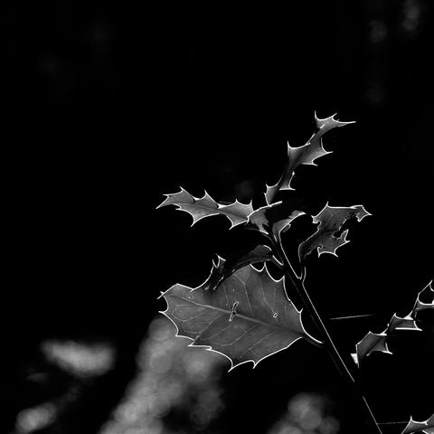 deutsch: quadratisches schwarzweißbild zeigt einen stengel und blätter einer ilexpflanze im gegenlicht, sodass nur die konturen sichtbar sind. der hintergrund ist schwarz. nur im unteren teil ist etwas bokeh sichtbar.

english: square black and white image shows a stem and leaves of a holly plant in backlight, so that only the contours are visible. the background is black. only in the lower part is some bokeh visible.