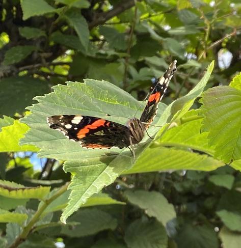 Red Admiral butterfly on large serrated leaf. it is open winged, and looking straight at the camera