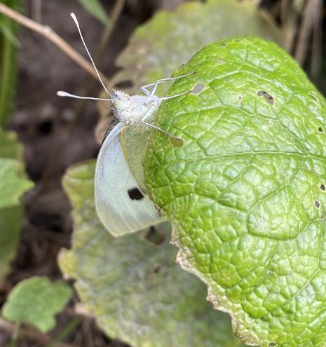 a small white butterfly on a large green lead. it is facing the camera, its head and eyes, white front legs and antennae clearly visible