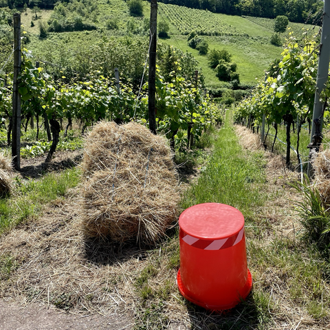 Safety first in den Weinbergen. Ein Strohballen deckt einen gefährlichen Draht ab.