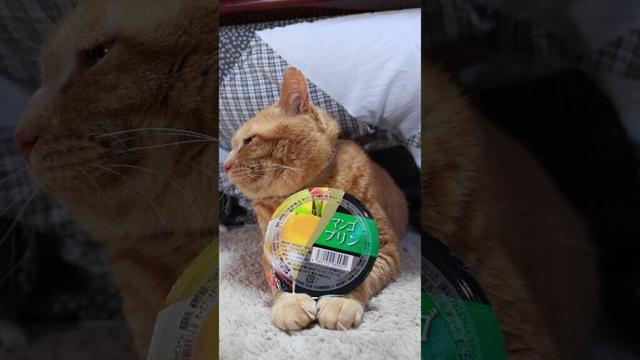 マンゴプリン　240520 #cat #のせ猫 #cute #のせ猫 #かご猫 #ネコ #かご猫 #ネコ #ペット