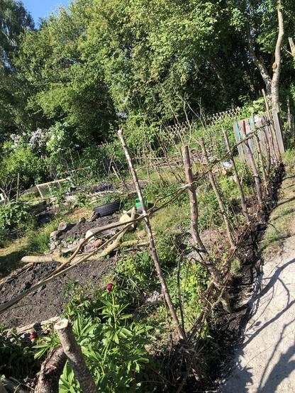 Samma staket sett från andra sidan. I bakgrunden en ganska vildvuxen odlingslott med bäddar gjorda av ruttnande stockar. I dem står växtstöd av gamla grenar