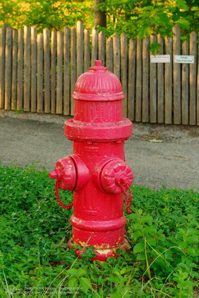 A bright red fire hydrant with a ribbed dome top sits in a patch of green ground-cover plants. Behind the hydrant, a grey asphalt walkway passes in front a fence made of irregular-length vertical split logs. Maple tree leaves are visible overhanging the fence, and two white signs are posted on the fence.
