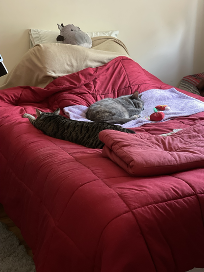 two cats sleeping on a bed