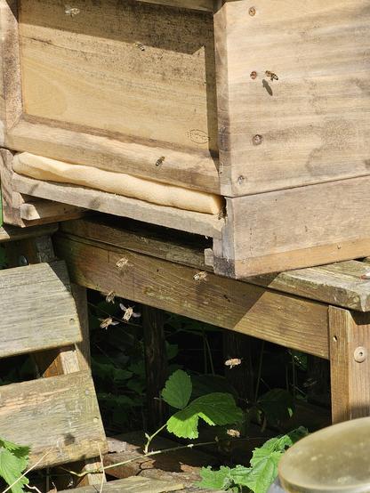 Erste Bienen vorm Einflugloch