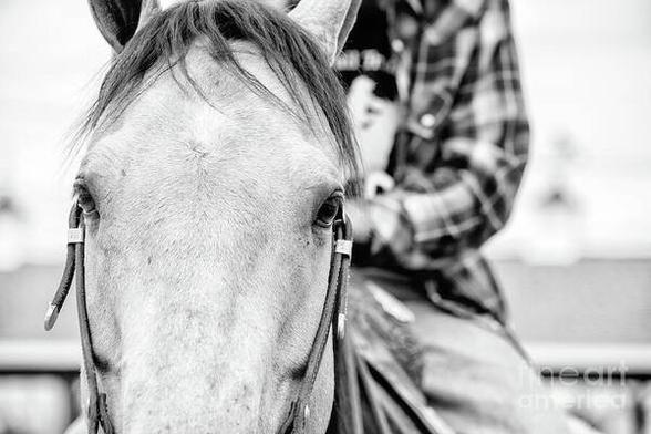 B&W photograph of a Buckskin horse and its rider