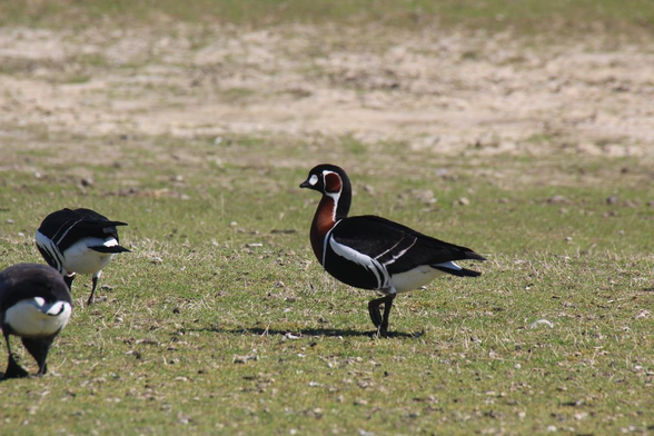 Two Red-breasted Geese beside a Brent Goose on the foot of the dike.