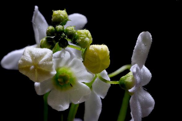 Macro Starvine Balsam Apple