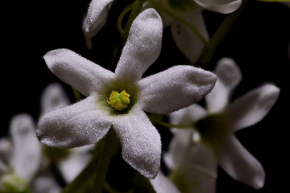 Macro Starvine Balsam Apple