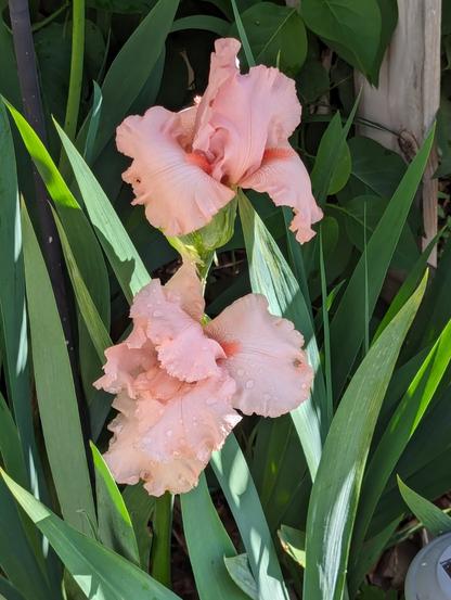 A photo of two peach-colored iris flowers in full blossom, against tall green leaves. The irises have small droplets of morning dew on the petals, and they are in part sun.