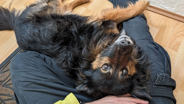 Dragon (black-brown german shepherd and collie mix) is snuggling in Zein's lap and looking up into the camera
